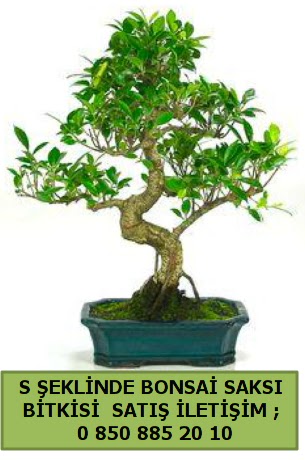 thal S eklinde dal erilii bonsai sat  zmir Karyaka iek yolla 