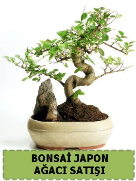 Bonsai japon  aac sat Minyatr thal  zmir Karyaka iekiler 
