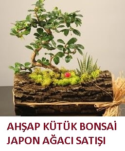 Ahap ktk ierisinde bonsai ve 3 kakts  zmir Karyaka hediye iek yolla 