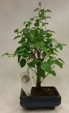 Minyatr bonsai japon aac sat  zmir Karyaka iek gnderme 