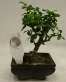 Kk minyatr bonsai japon aac  zmir Karyaka iek yolla 