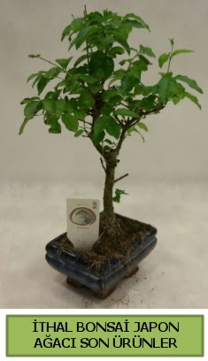 thal bonsai japon aac bitkisi  zmir Karyaka anneler gn iek yolla 
