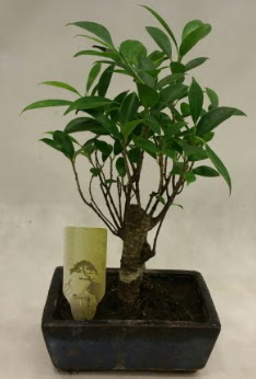 Japon aac bonsai bitkisi sat  zmir Karyaka iek gnderme 