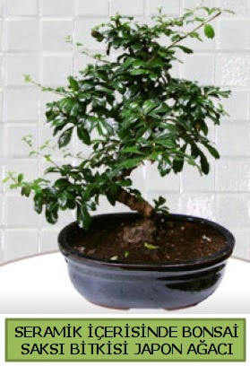 Seramik vazoda bonsai japon aac bitkisi  zmir Karyaka ieki maazas 