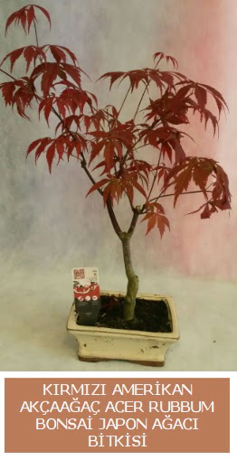 Amerikan akaaa Acer Rubrum bonsai  zmir Karyaka cicekciler , cicek siparisi 