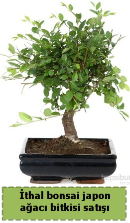 thal bonsai saks iei Japon aac sat  zmir Karyaka iek yolla , iek gnder , ieki  