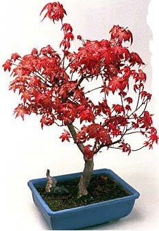 Amerikan akaaa bonsai bitkisi  zmir Karyaka iek gnderme sitemiz gvenlidir 