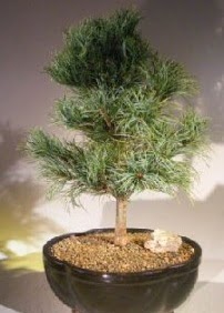 am aac bonsai bitkisi sat  zmir Karyaka iek , ieki , iekilik 