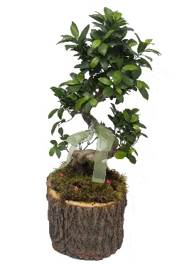 Doal ktkte bonsai saks bitkisi  zmir Karyaka iek yolla , iek gnder , ieki  