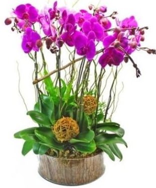 Ahap ktkte lila mor orkide 8 li  zmir Karyaka iek siparii sitesi 