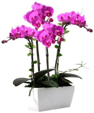 Seramik vazo ierisinde 4 dall mor orkide  zmir Karyaka ieki telefonlar 