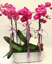 Beyaz seramik ierisinde 4 dall orkide  zmir Karyaka iek , ieki , iekilik 