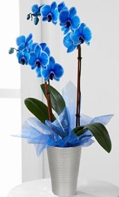 Seramik vazo ierisinde 2 dall mavi orkide  zmir Karyaka iek sat 