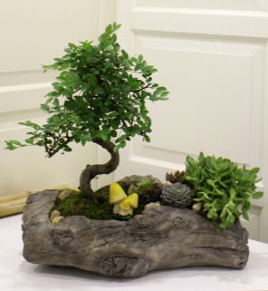 Aa ktk ierisinde bonsai ve sukulent  zmir Karyaka nternetten iek siparii 