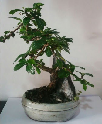 S eklinde ithal bonsai aac  zmir Karyaka iek gnderme sitemiz gvenlidir 