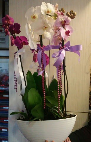 Mor ve beyaz ve pembe 6 dall orkide  zmir Karyaka iek , ieki , iekilik 