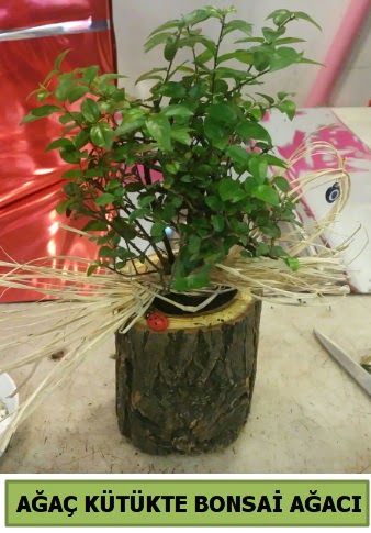 Doal aa ktk ierisinde bonsai aac  zmir Karyaka nternetten iek siparii 