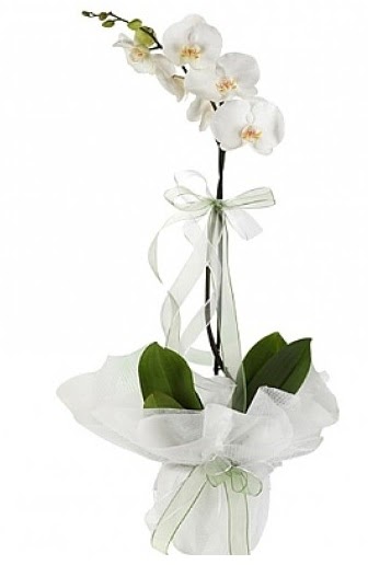 Tekli Beyaz Orkide  zmir Karyaka ucuz iek gnder 