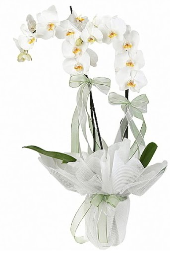 ift Dall Beyaz Orkide  zmir Karyaka 14 ubat sevgililer gn iek 