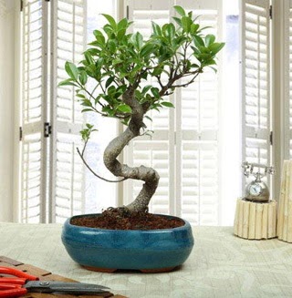 Amazing Bonsai Ficus S thal  zmir Karyaka iekiler 