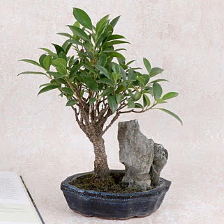 Japon aac Evergreen Ficus Bonsai  zmir Karyaka nternetten iek siparii 