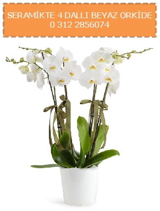 Seramikte 4 dall beyaz orkide  zmir Karyaka internetten iek sat 