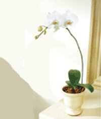  zmir Karyaka iek yolla  Saksida kaliteli bir orkide