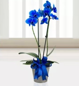 ift dall mavi orkide  zmir Karyaka ieki telefonlar 