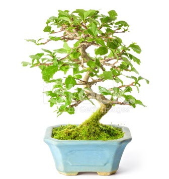 S zerkova bonsai ksa sreliine  zmir Karyaka iek yolla , iek gnder , ieki  