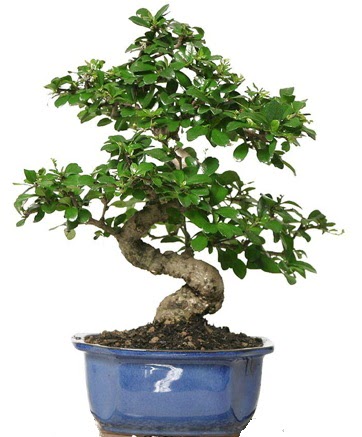 21 ile 25 cm aras zel S bonsai japon aac  zmir Karyaka iek gnderme 