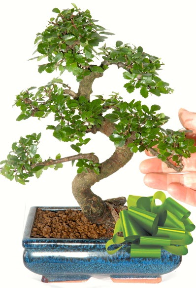Yaklak 25 cm boyutlarnda S bonsai  zmir Karyaka ieki maazas 