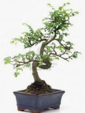 S gvde bonsai minyatr aa japon aac  zmir Karyaka ieki telefonlar 