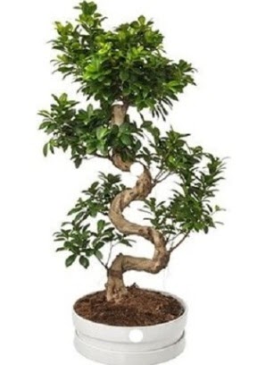 90 cm ile 100 cm civar S peyzaj bonsai  zmir Karyaka nternetten iek siparii 
