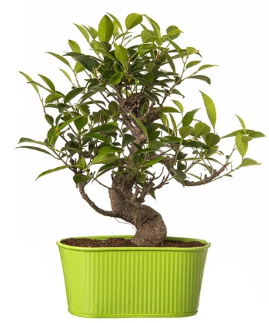 Ficus S gvdeli muhteem bonsai  zmir Karyaka ieki maazas 