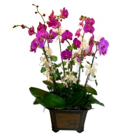  zmir Karyaka online iek gnderme sipari  4 adet orkide iegi