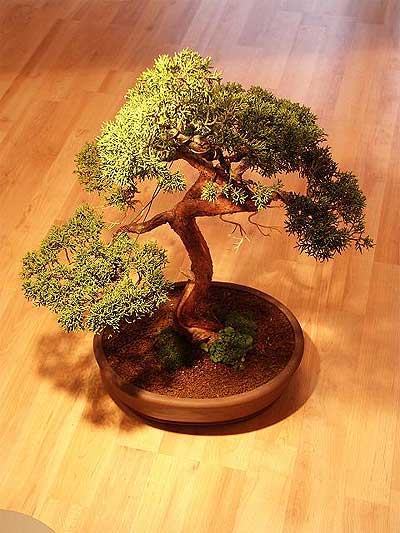 ithal bonsai saksi iegi  zmir Karyaka iek servisi , ieki adresleri 