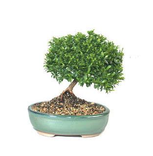 ithal bonsai saksi iegi  zmir Karyaka cicek , cicekci 