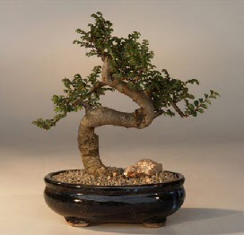 ithal bonsai saksi iegi  zmir Karyaka uluslararas iek gnderme 