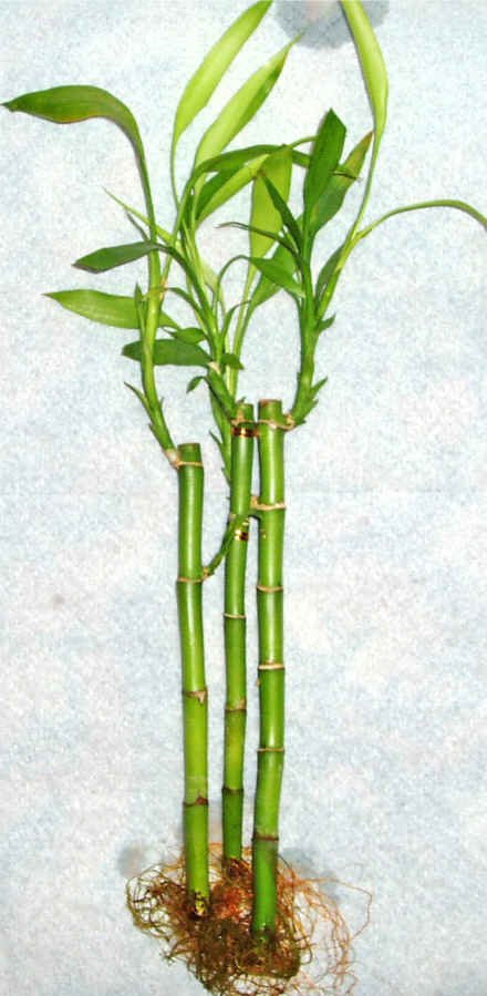 Lucky Bamboo 3 adet vazo hediye edilir   zmir Karyaka online iek gnderme sipari 