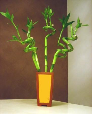 Lucky Bamboo 5 adet vazo ierisinde  zmir Karyaka iek siparii sitesi 