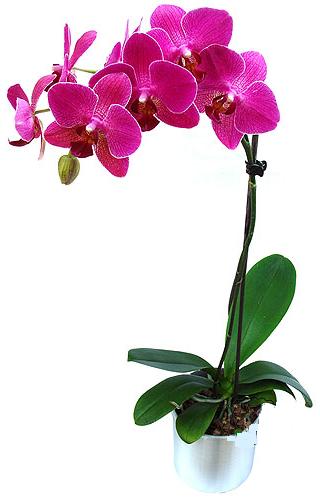  zmir Karyaka hediye iek yolla  saksi orkide iegi