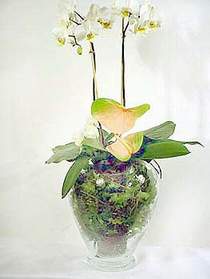  zmir Karyaka ieki telefonlar  Cam yada mika vazoda zel orkideler