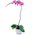  zmir Karyaka cicek , cicekci  Orkide ithal kaliteli orkide 
