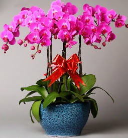 7 dall mor orkide  zmir Karyaka hediye sevgilime hediye iek 
