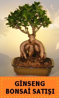 Ginseng bonsai sat japon aac  zmir Karyaka online iek gnderme sipari 