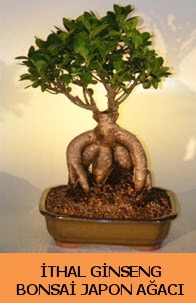 thal japon aac ginseng bonsai sat  zmir Karyaka iek yolla , iek gnder , ieki  