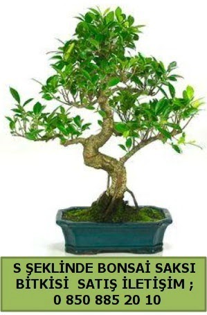 thal S eklinde dal erilii bonsai sat  zmir Karyaka iek yolla 