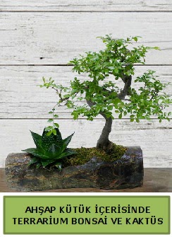 Ahap ktk bonsai kakts teraryum  zmir Karyaka iekiler 