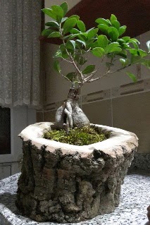 Ahap ktk ierisinde ginseng bonsai  zmir Karyaka iekiler 