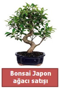 Japon aac bonsai sat  zmir Karyaka ieki maazas 